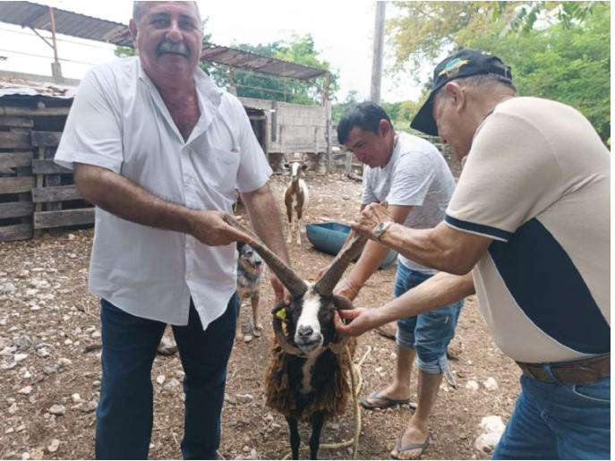 Dueños del Carnero