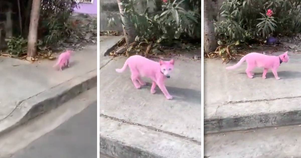 ¿Impresionante o indignante Captan a gato pintado de rosa en la calle