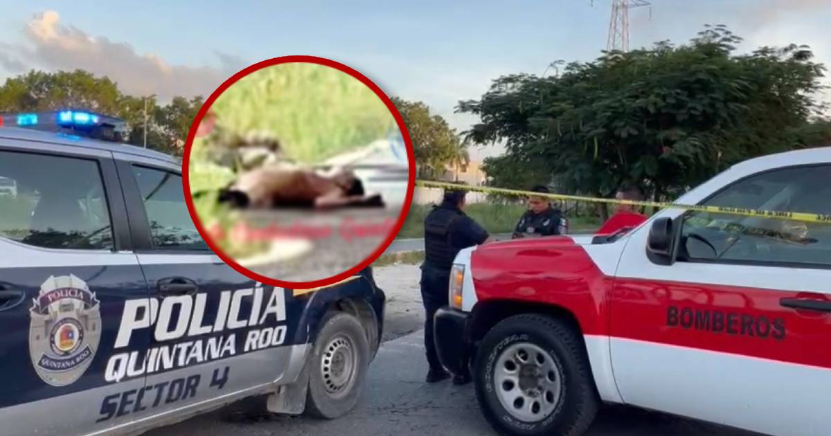 Muere un hombre por ataque de abejas africanas en Cancún