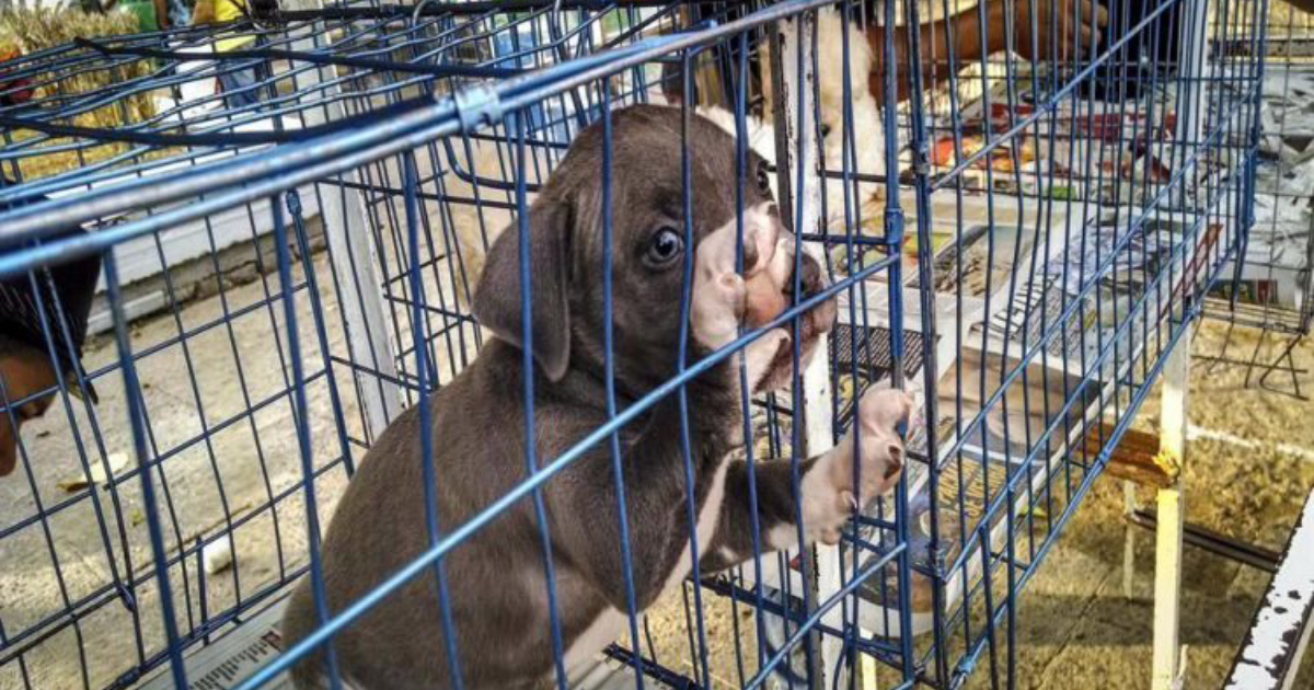 Venta de mascotas en Cancún se castigaría con cárcel