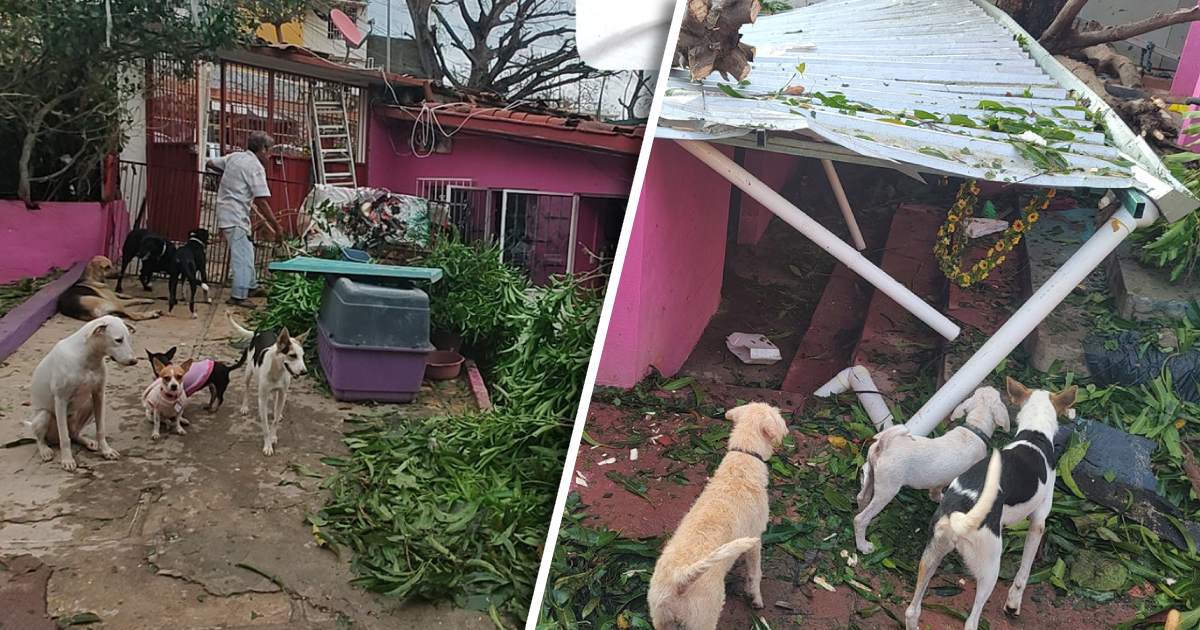 Auxiliar medico veterinario viajará para ayudar a perros y gatos afectados tras huracán Otis en Acapulco