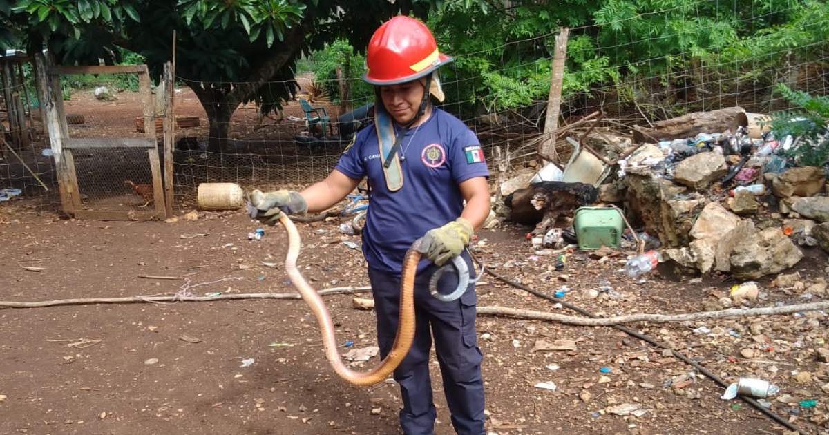 Bomberos rescatan a una serpiente de dos metros que merodeaba una casa en Kantunilkin