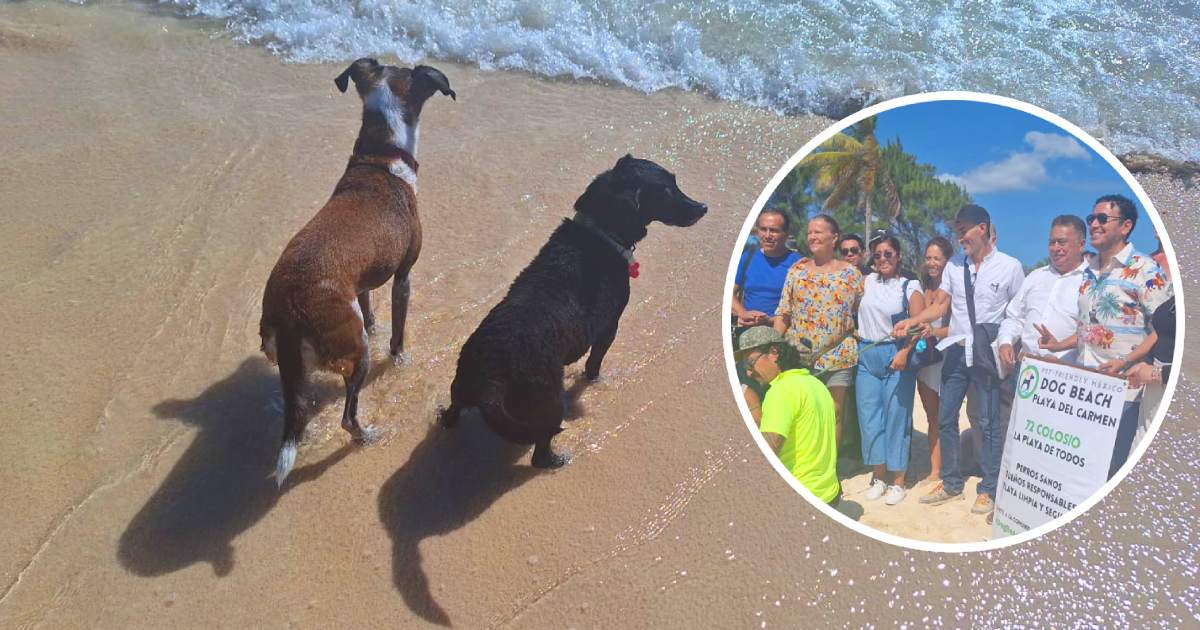 Ciudadanos a un paso más cerca de tener playa Pet Friendly
