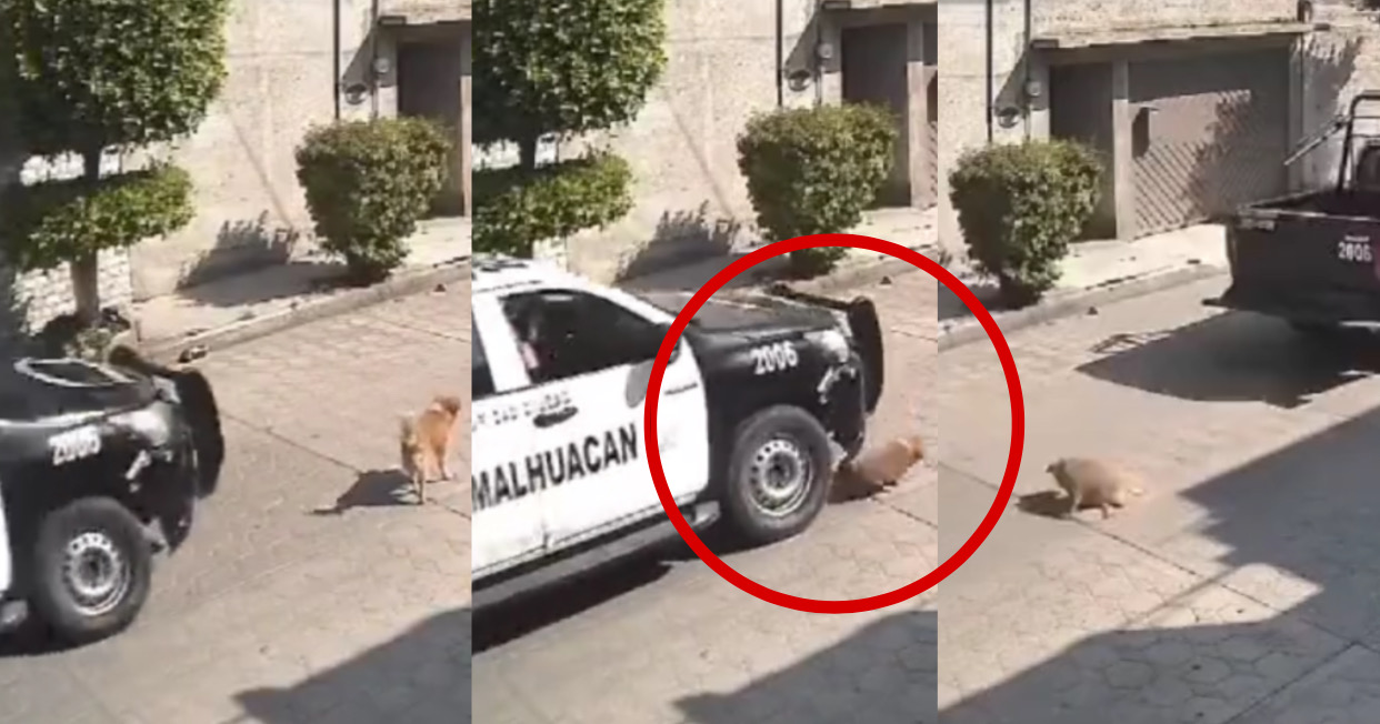 ¡Justicia para Peluche! Policías municipales de Edomex atropellan y matan a perrito