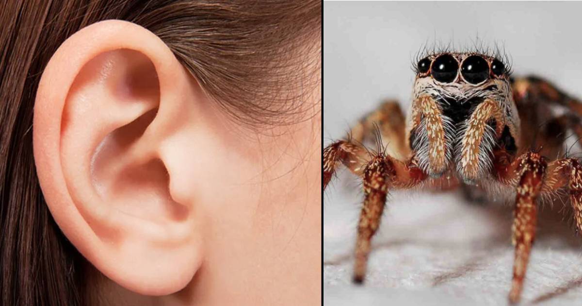 Mujer de Taiwán acude al médico por crujidos en el oído y le encuentran una araña