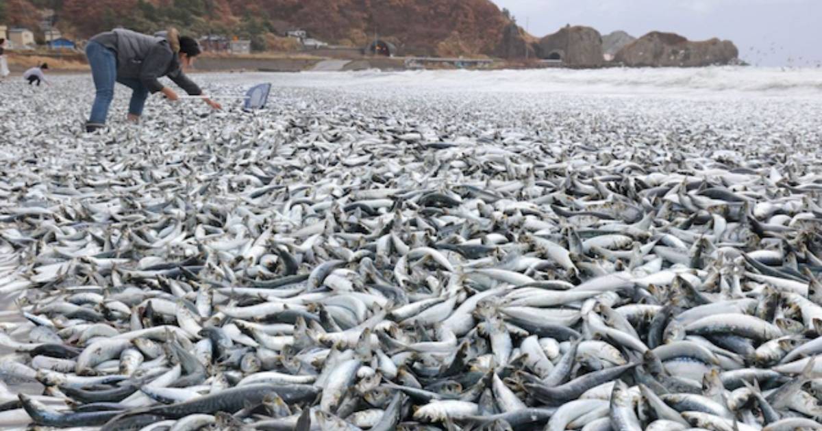 Aparecen miles de peces muertos en la costa norte de Japón