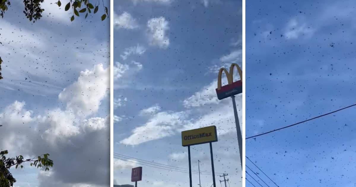 Plagas de langostas invaden el cielo de Mérida, Yucatán