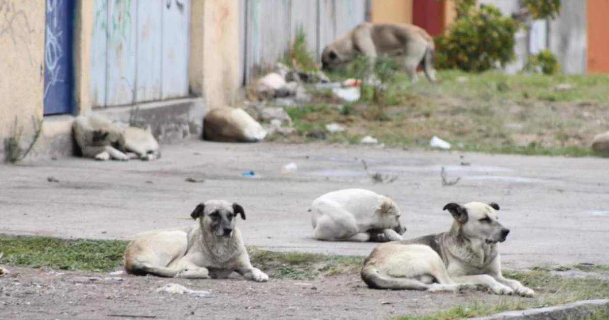 Se dispara abandono de perros en calles de Cancún