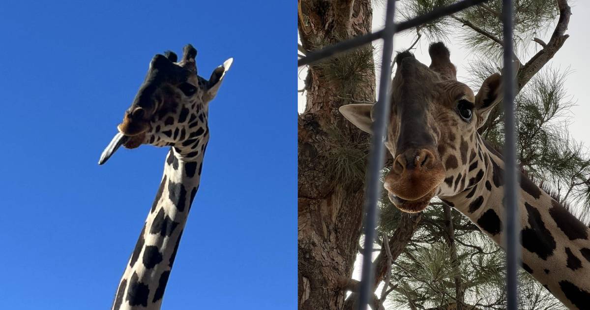 Benito llegó al parque Africam Safari en Puebla