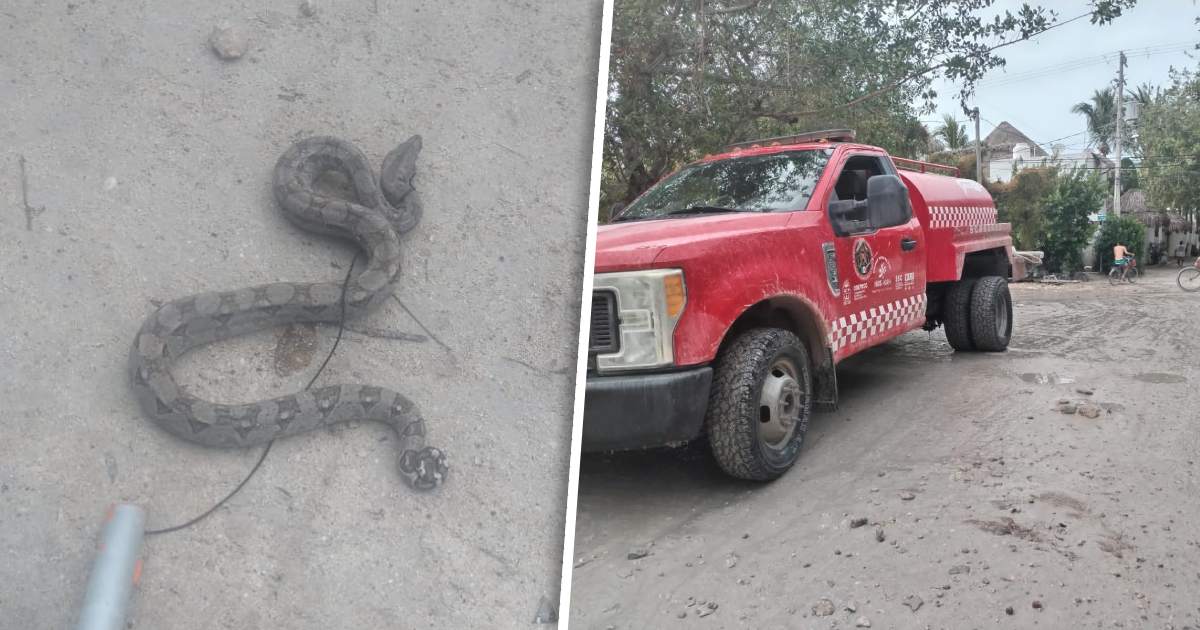 Falsa alarma de incendio permite captura de serpiente en Holbox