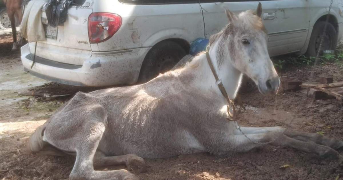 Rescatan en Cancún a dos caballos que encontraron en malas condiciones