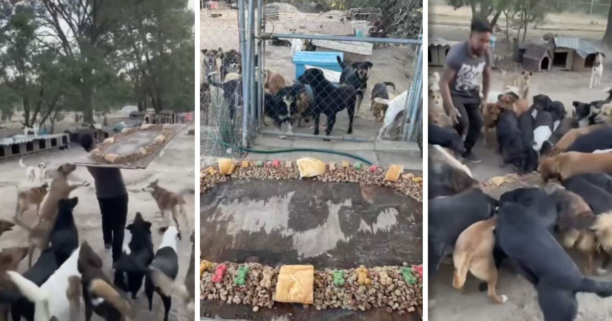 Se viraliza Rosca de Reyes para perritos rescatados en Tlaxcala