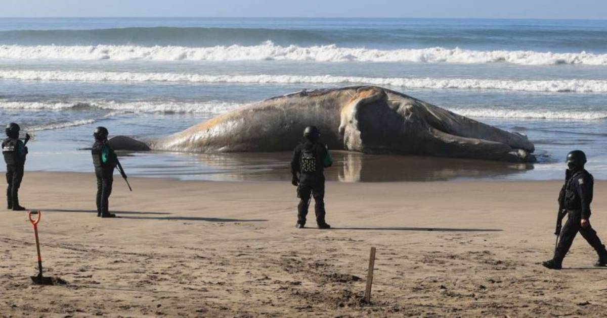 Ballena jorobada aparece muerta en playas de Acapulco