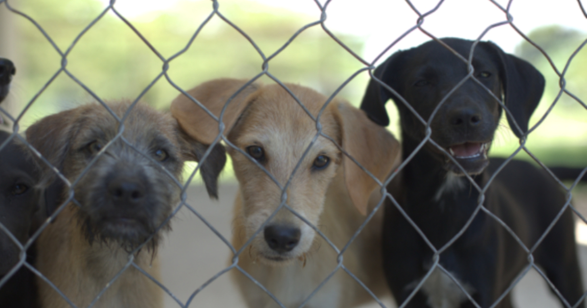 Llevarán a cabo primera feria de adopción de mascotas en Playa del Carmen