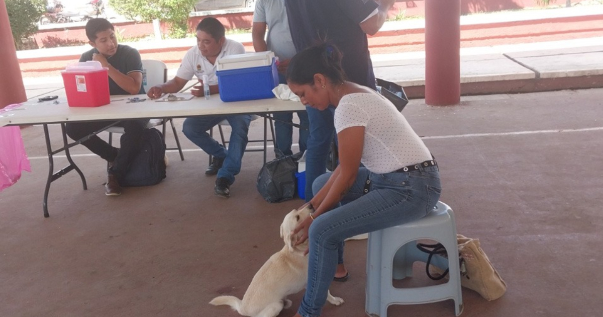 Anuncian jornada de vacunación antirrábica canina y felina en Quintana Roo