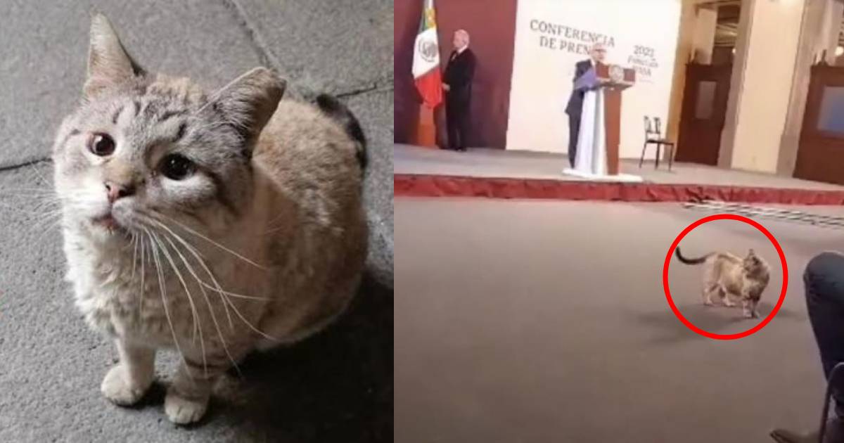 Fallece Zeus, famoso gato que vivía en el Palacio Nacional