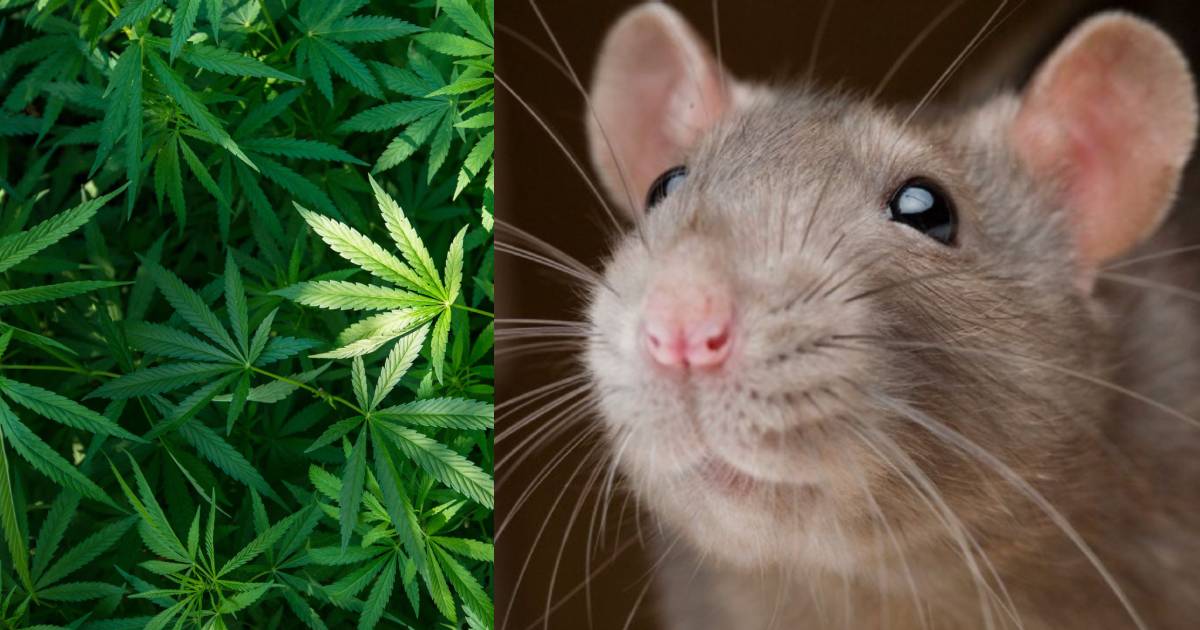 Ratas se comieron la marihuana almacenada en una estación de policía