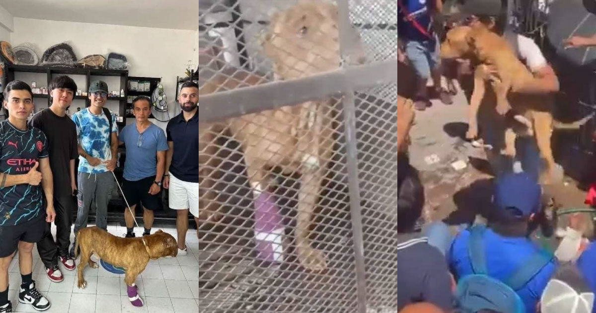 Adoptan al perro que defendió a presunta secuestradora