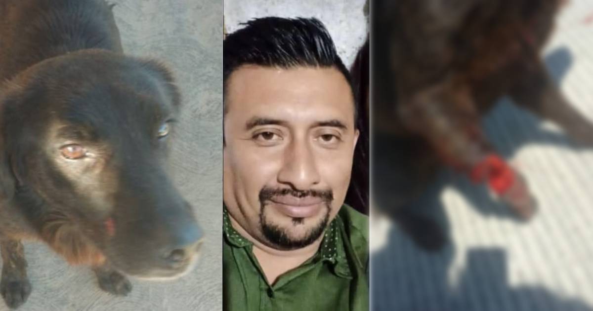 Dictan prisión preventiva por mutilar a un perrito en Yucatán