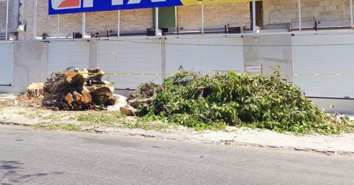 Empresa que taló dos árboles no podrá abrir hasta que cumpla con todas las sanciones