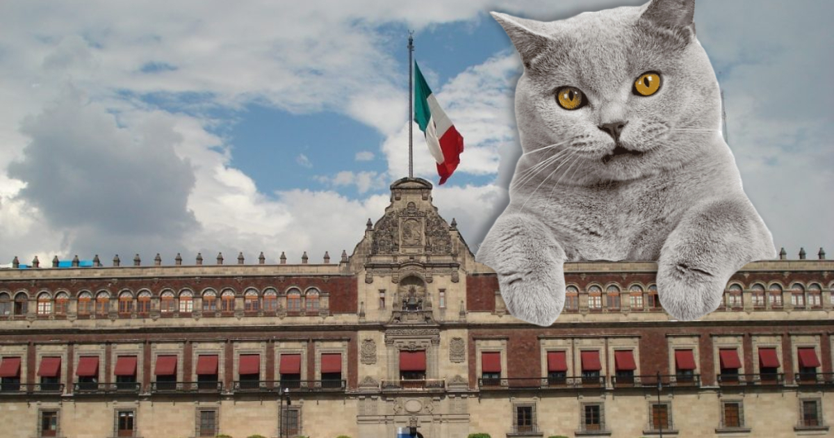 Gatos de Palacio Nacional tendrán presupuesto de alimentación y cuidados