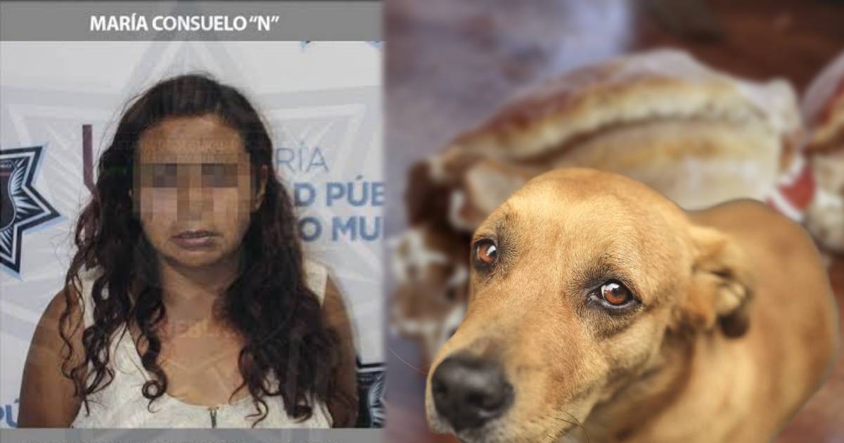 “La mata perros” es vinculada por delito de crueldad animal