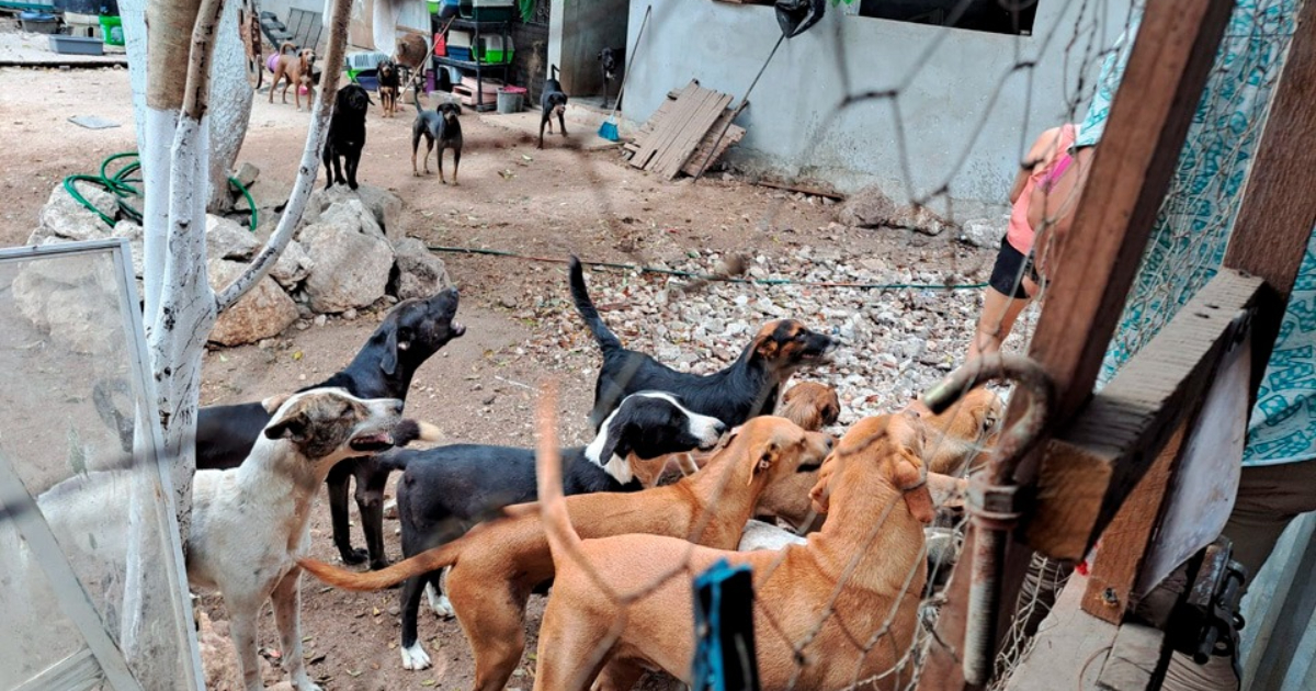 Mujer protege en Tulum a 150 perros y gatos de los incendios