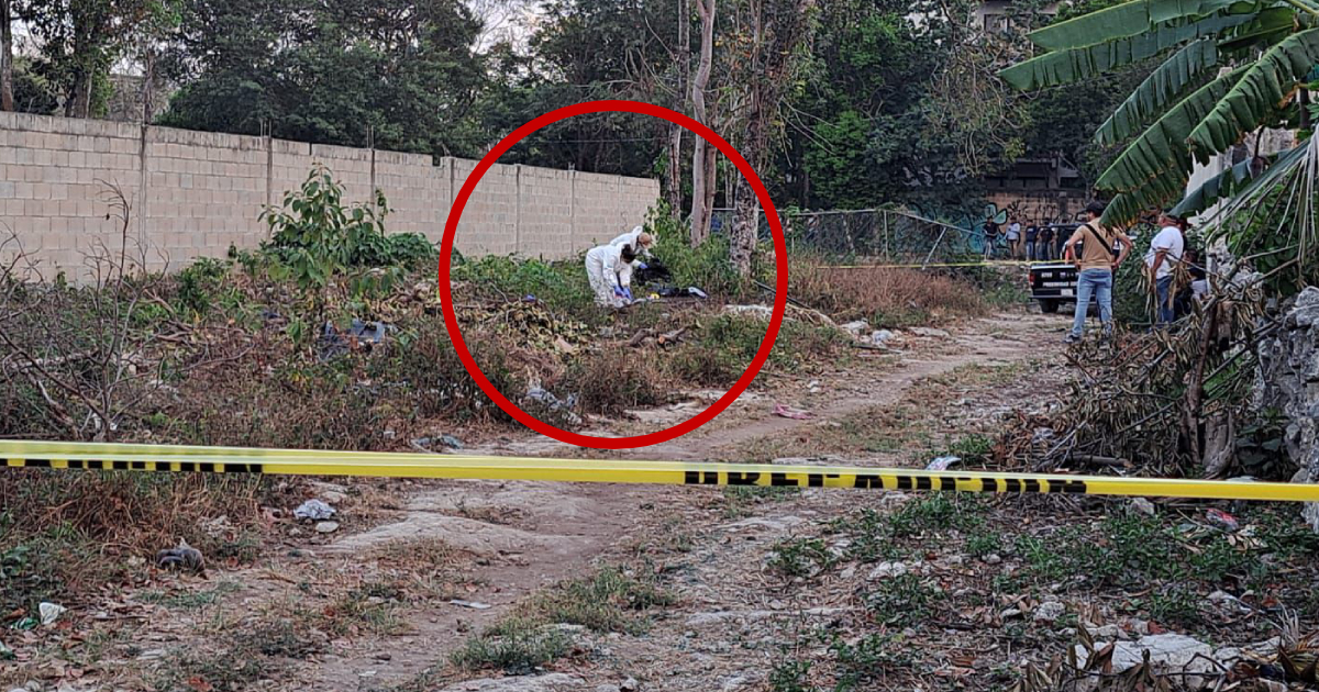 Perros callejeros encuentran restos humanos en estado cadavérico en Tulum