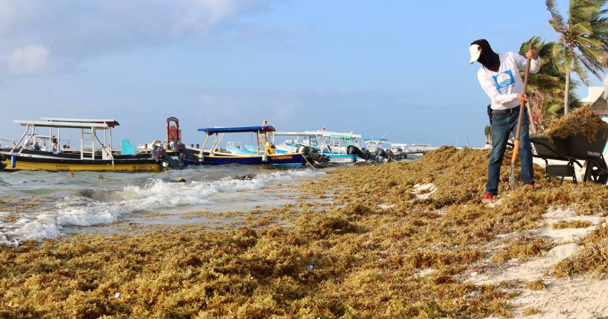 Recale de Sargazo en Puerto Morelos