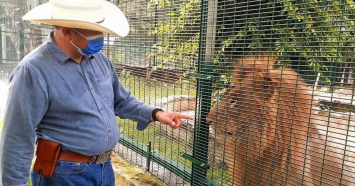Muere león en Zoológico de Tizimín por golpe de calor