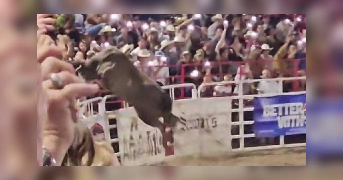 Toro salta valla en Estados Unidos