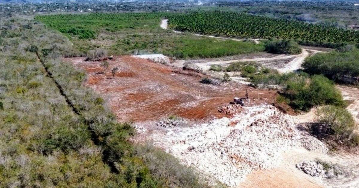 Desmonte ilegal afecta la Reserva Ecológica Cuxtal
