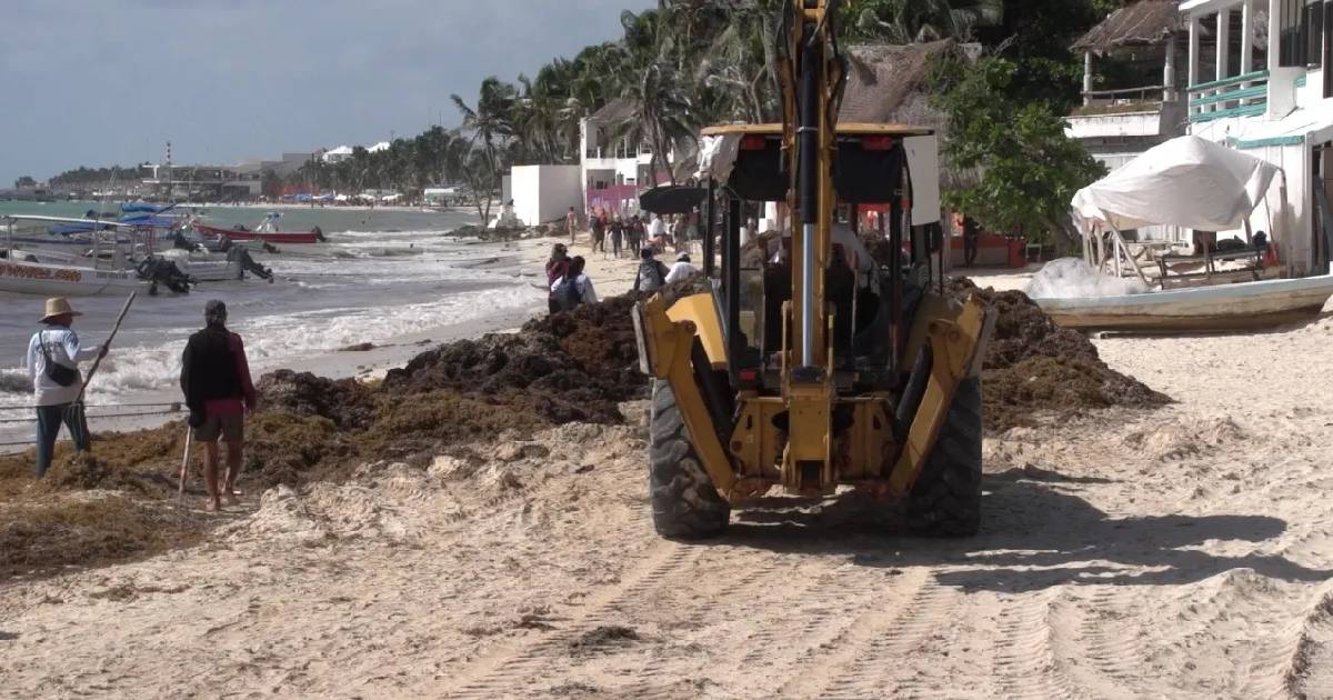 fuerte recale de sargazo afecta a prestadores