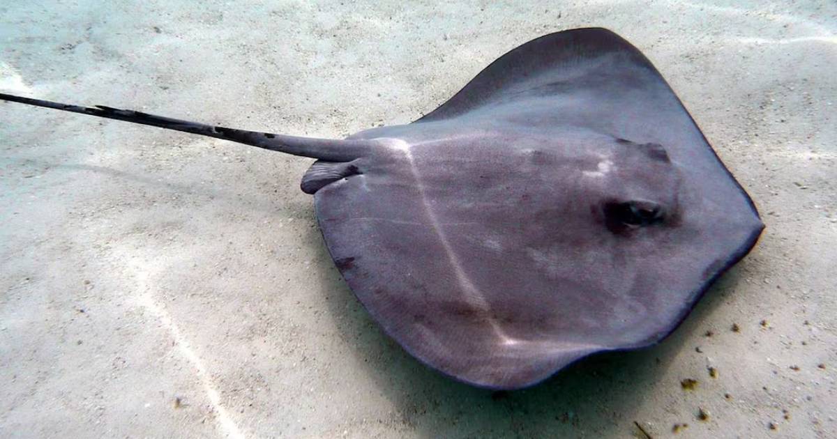 Turistas capturan ilegalmente una mantarraya
