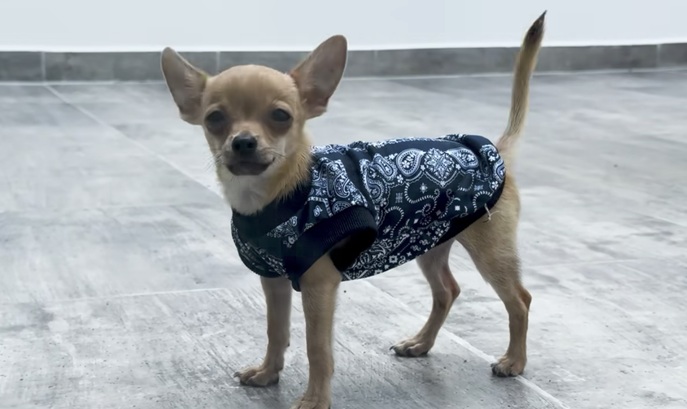 Perrito elevado por dron causa indignación