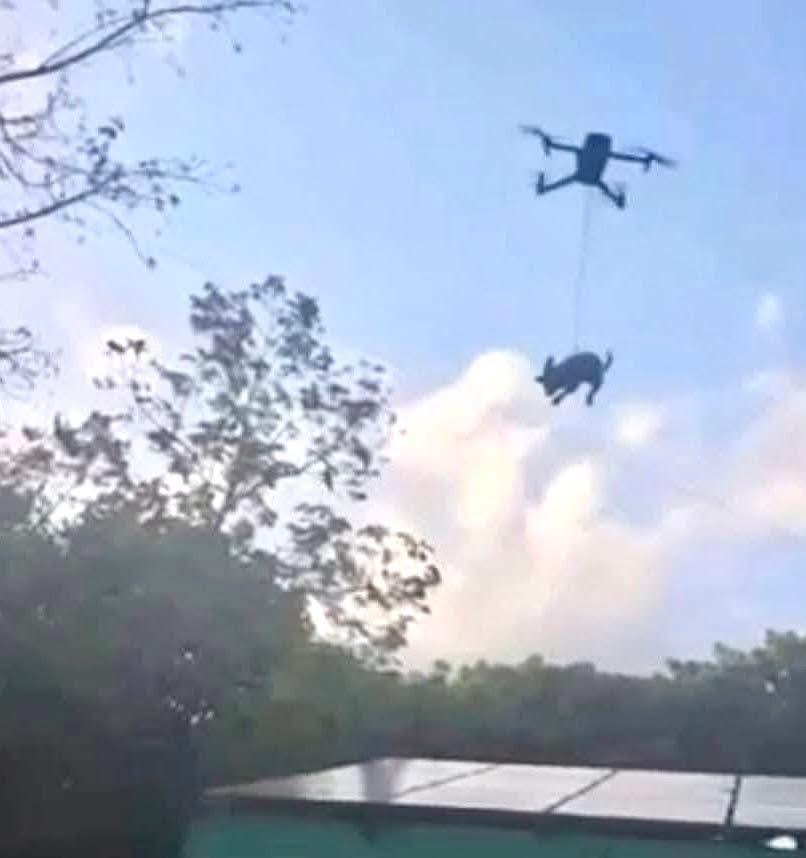 Perrito elevado por dron causa indignación