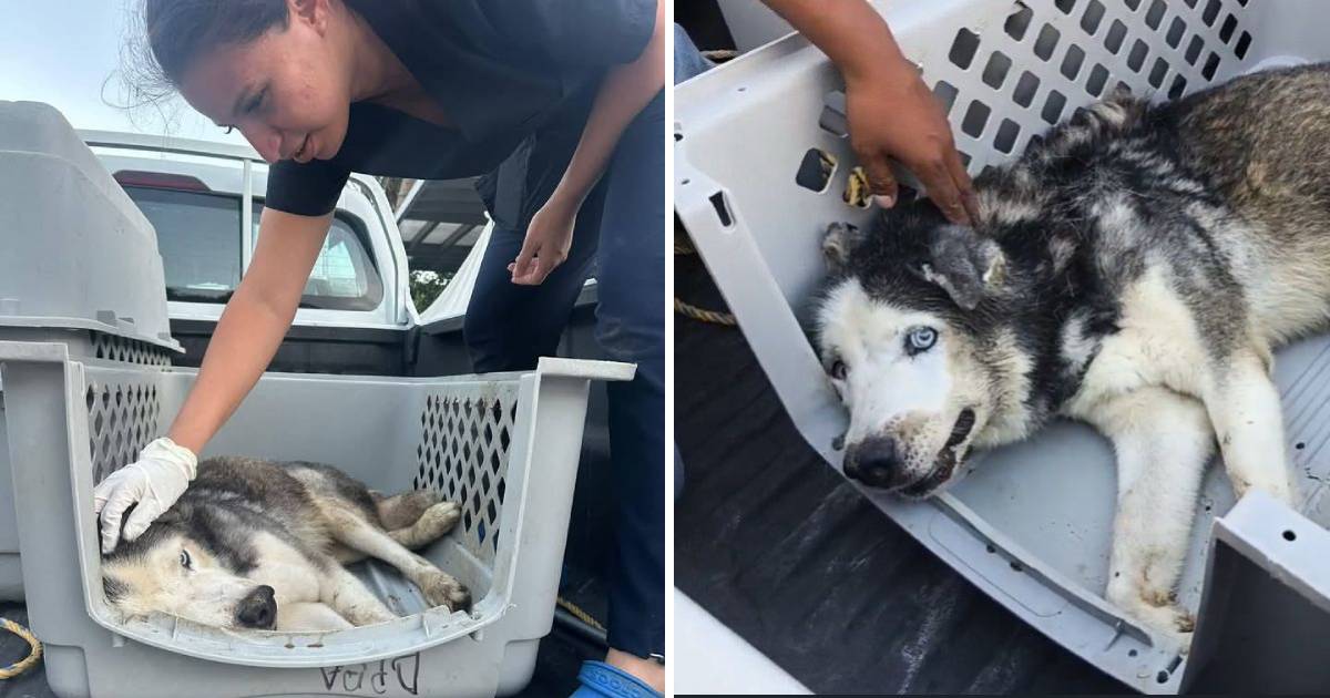 Rescatan husky en Cancún moribundo