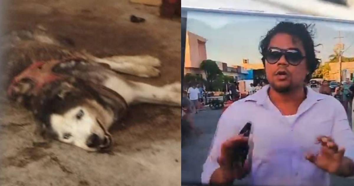 Rescatan husky en Cancún moribundo