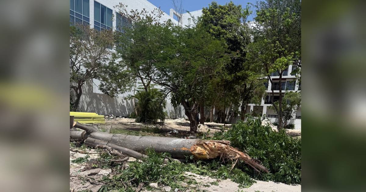 Ciudadanos reportaron tala de árboles en Playa