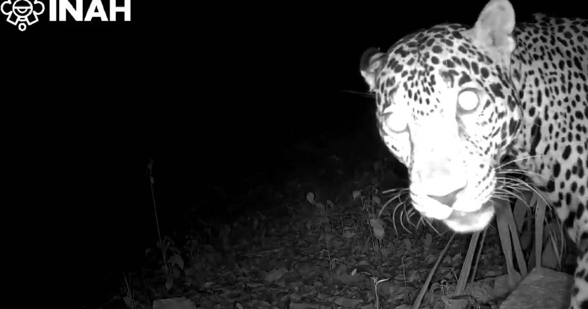 Captan jaguares en Chichén Itzá