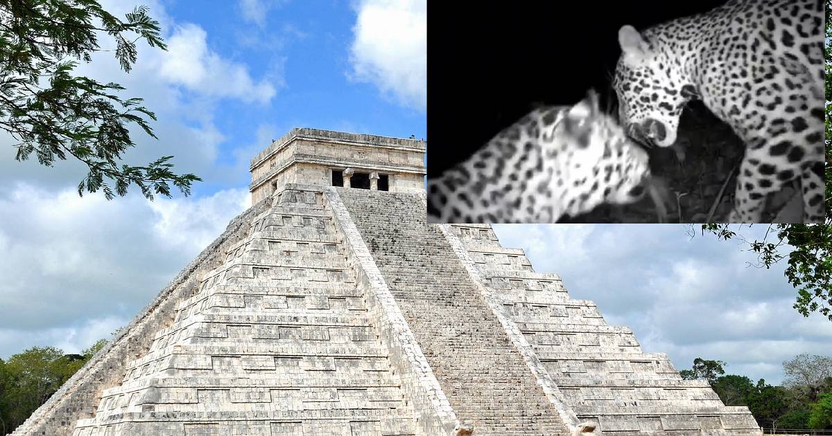 Captan jaguares en Chichén Itzá