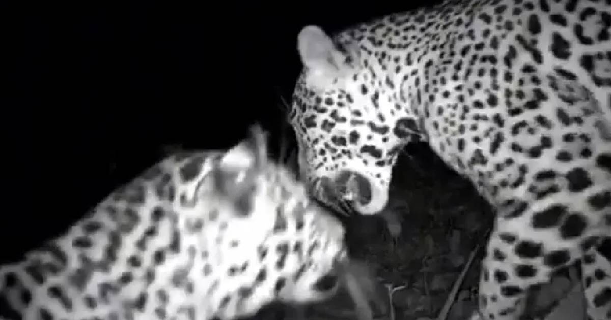 Captan jaguares en Chichén Itzá